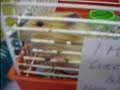 Sutekh the hamster Sutekh the hamster