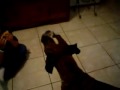 うたう犬動画