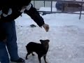 Gacek - pies przyb??da
