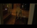 Spike the Bulldog