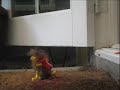 Mr. Pubes Jr. search continues.....Episode 2