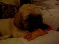 videos de Gucci The Dog Wooo