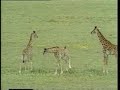 Evolution Deceit: Origin of Life [1/8]