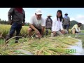 Click to View : IRRI Agronomy Challenge 2: Measuring the Components that Determine Grain Yield (1 April 2013)