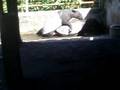 videos de Scott Corner Tapir Love Scene