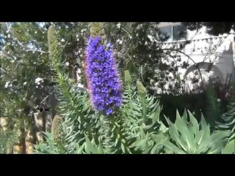 how to grow echium vulgare