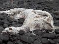 ghosts cryptozoology and the paranormal