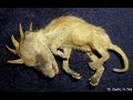 ghosts cryptozoology and the paranormal
