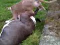 puppies playing