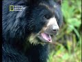 los andes el oso de anteojos y condor colombia