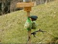 sittelle torchepot nuthatch sitta europaea