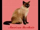 american-british shorthaired cat american-british shorthaired cat