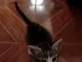 Gato Falero atropellado Gato Falero atropellado
