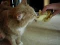 cat eating banana2 cat eating banana2