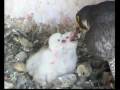 videos de Observe le faucon pèlerin