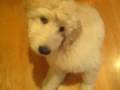 Cute dogy Part 2