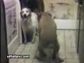 Animais com cio Animais com cio