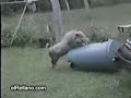 animais com cio