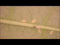 Aphid parasitoids