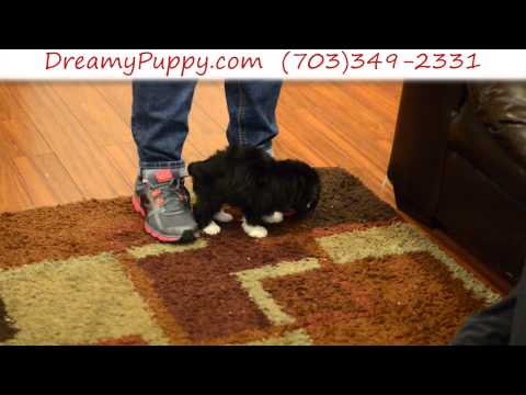 Stunning Schnoodle Female Puppy