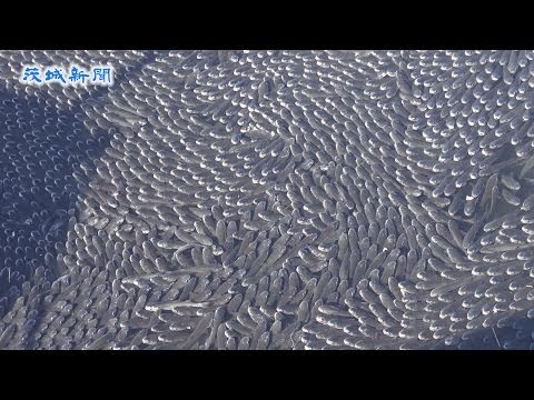 日本茨城数万乌鱼围渔船(视频)