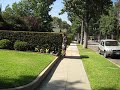 Hedge on Montrose Ave