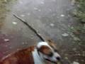 videos de Bulldog cross staff carrying large stick