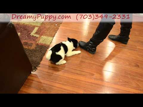 Gorgeous Shiba Inu Boy Puppy