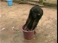 Chimpanzee-Human Analogies Chimpanzee-Human Analogies