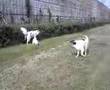 Borzoi video