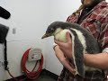 Newport Aquarium Gentoo Penguin Chicks Together Newport Aquarium Gentoo Penguin Chicks Together