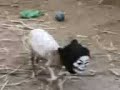 Sheep Ghost +_+ Sheep Ghost +_+