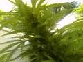 mi plantacion 2008 anixu