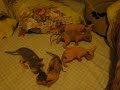 Sphynx kittens - two males for sale! Sphynx kittens - two males for sale!