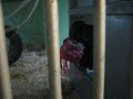 Meinrad oder Affe: Schultasche ausräumen