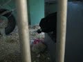 Meinrad oder Affe: Schultasche ausräumen