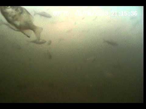 Jeff Kelm - Recorded on the Aqua-Vu Micro with built-in DVR January 4th, 2013.- There's just a few shad in the Winnebago system.