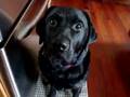 Dog Wants To Go To The Park - animals, black lab, cute, dog, park, pets