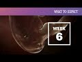 View 23 6 Week Embryo Picture