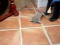 Introducing our new bunnies