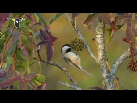 Research update: New chickadee study shows climate change affecting distribution