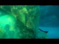 COMMERSON'S DOLPHINS AT SEAWORLD AQUATICA WATER PARK ORLANDO FLORIDA