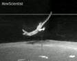 Acrobatic geckos steer with their tails