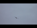 Black Kite, Hong Kong