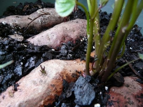 how to grow sweet potatoes in a containers