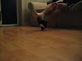 Just one Puma Speedcat