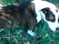 Hunde_im_wasser