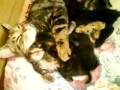 videos de kittins