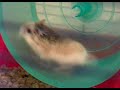 Hamster Hamster