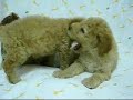 トイプードル動画